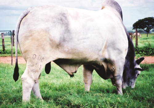 Maestro da Espinho Preto
