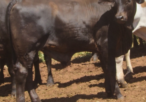 PROGÊNIES MR. SOL 18 (1).jpg