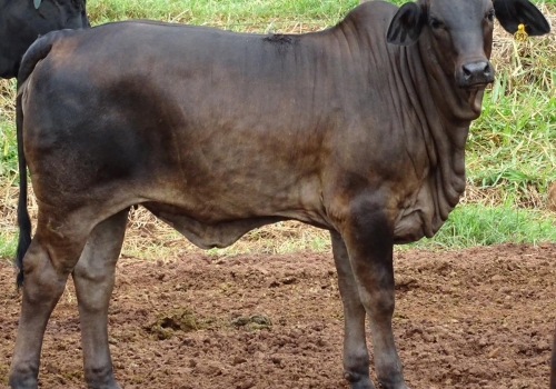 PROGÊNIES MR. SOL 18 (3).jpg