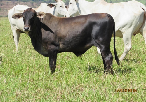 PROGÊNIES MR. SOL 18 (4).jpg