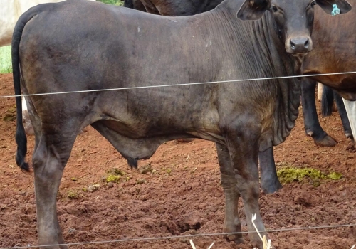 PROGÊNIES MR. SOL 18 (5).jpg