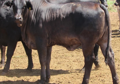 PROGÊNIES MR. SOL 18 (6).jpg