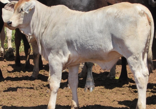 PROGÊNIES MR. SOL 18 (7).jpg