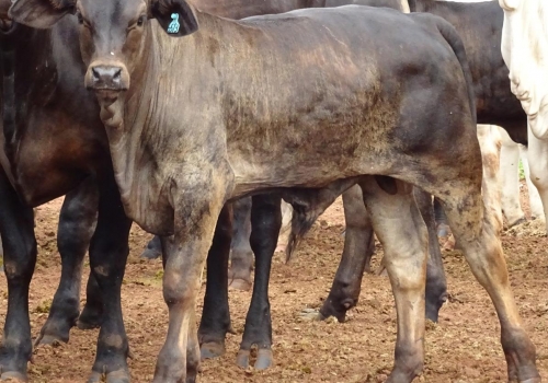 PROGÊNIES MR. SOL 18 (8).jpg