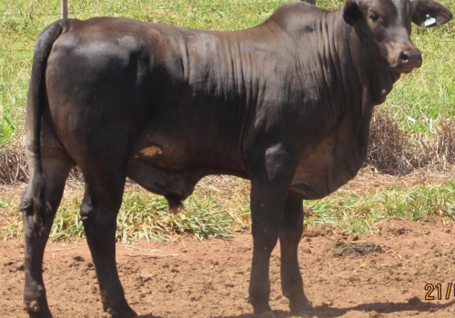 PROGÊNIES MR. SOL 18 (9).jpg