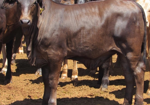 PROGÊNIES MR. SOL 18 (11).jpg