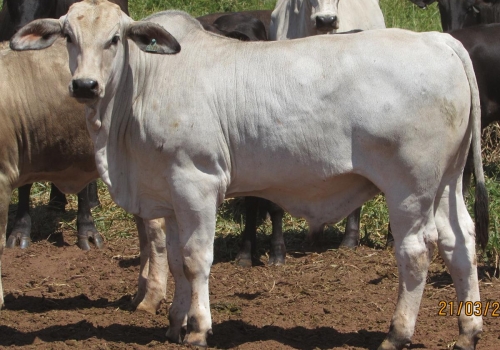 PROGÊNIES MR. SOL 18 (13).jpg