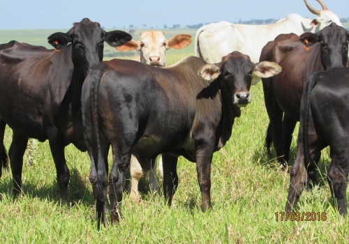 PROGÊNIES MR. SOL 18 (15).jpg