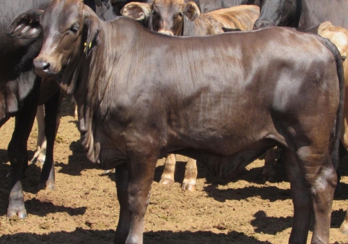 PROGÊNIES MR. SOL 18 (16).jpg