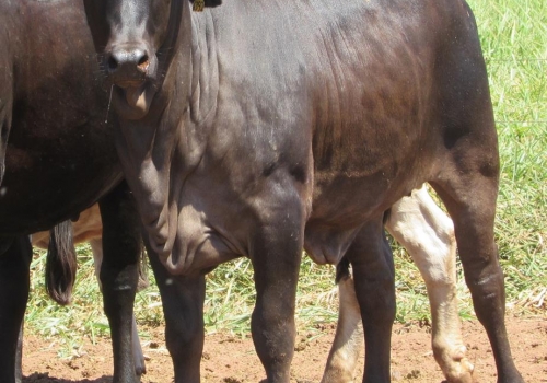 PROGÊNIES MR. SOL 18 (17).jpg