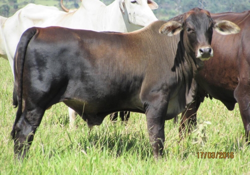 PROGÊNIES MR. SOL 18 (19).jpg