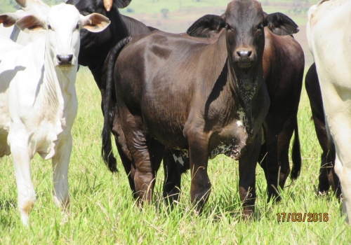 PROGÊNIES MR. SOL 18 (20).jpg