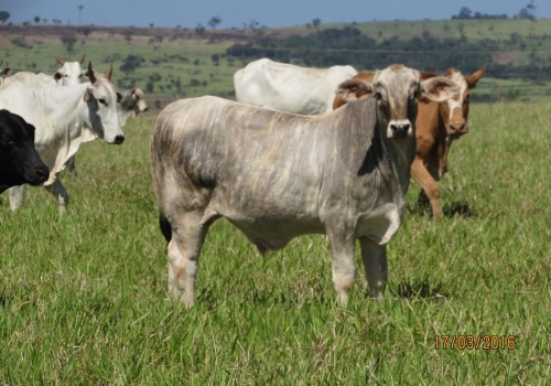 PROGÊNIES MR. SOL 18 (21).jpg