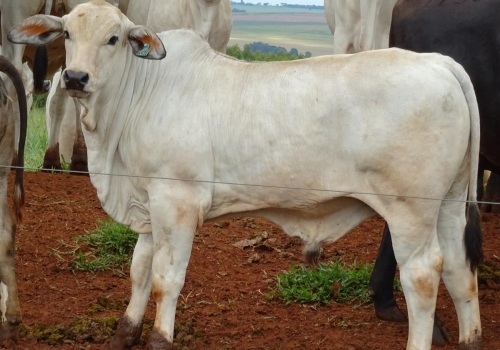 PROGÊNIES MR. SOL 18 (23).jpg