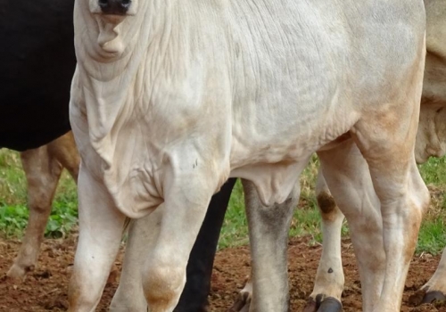 PROGÊNIES MR. SOL 18 (24).jpg