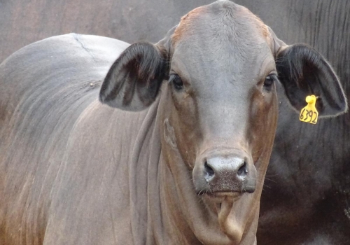 PROGÊNIES MR. SOL 18 (25).jpg