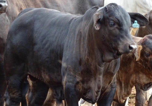 PROGÊNIES MR. SOL 18 (26).jpg