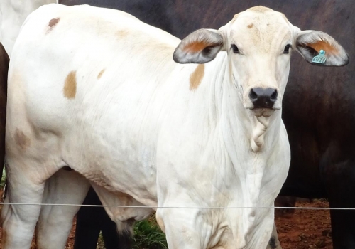 PROGÊNIES MR. SOL 18 (27).jpg