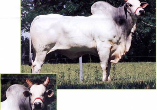 LUX FRONT TE - FILHO TATCHER.jpg