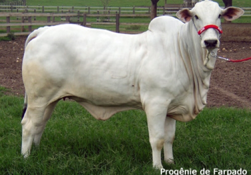 PROGÊNIE FARPADO (2).jpg