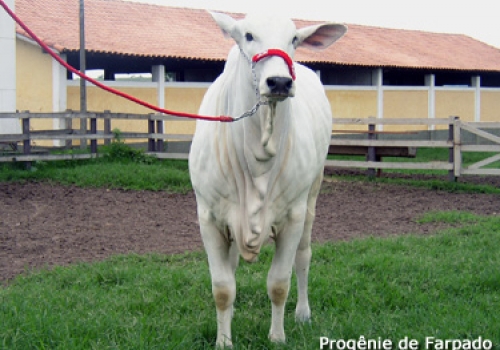 PROGÊNIE FARPADO (3).jpg