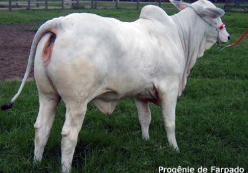 PROGÊNIE FARPADO (4).jpg