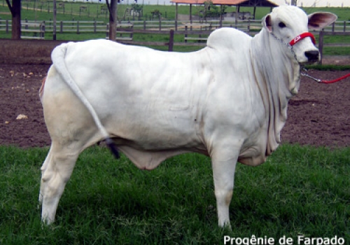 PROGÊNIE FARPADO (1).jpg