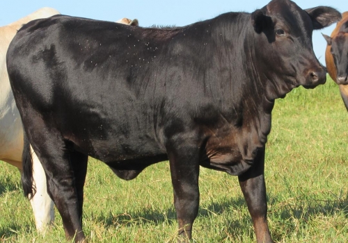 Progênie cruzamento industrial no MS (1).jpg