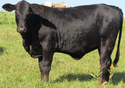 Progênie cruzamento industrial no MS (3).jpg