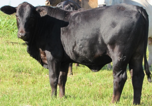 Progênie cruzamento industrial no MS (4).jpg