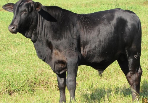 Progênie cruzamento industrial no MS (6).jpg