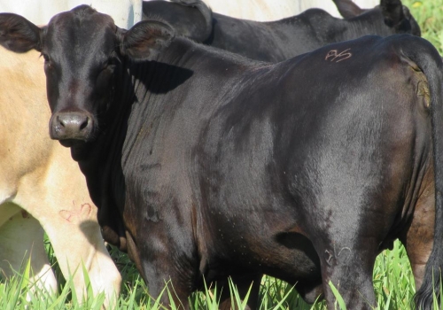 Progênie cruzamento industrial no MS (8).jpg