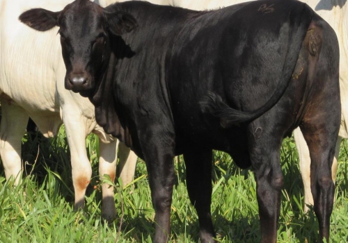 Progênie cruzamento industrial no MS (10).jpg