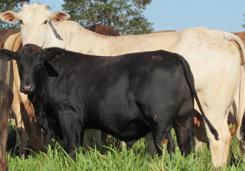 Progênie cruzamento industrial no MS (11).jpg