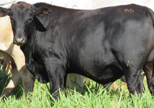 Progênie cruzamento industrial no MS (12).jpg