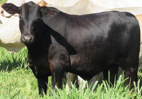 Progênie cruzamento industrial no MS (13).jpg