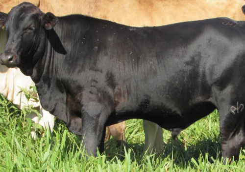 Progênie cruzamento industrial no MS (14).jpg