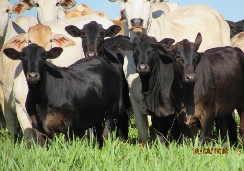 Progênie cruzamento industrial no MS (15).jpg