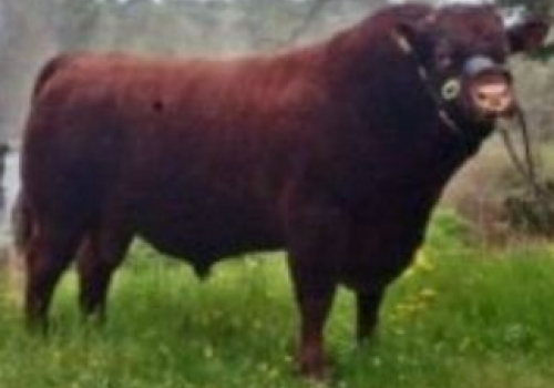 PAI - STONEGROVE HIGH`N`MIGHTY