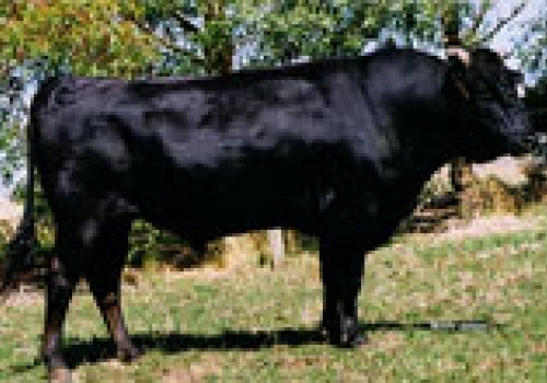 Pai - Westholme Teruyamanami