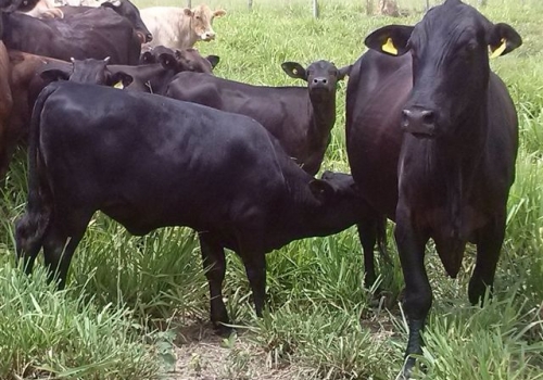 Progênie em vaca 1/2 sangue angus x nelore