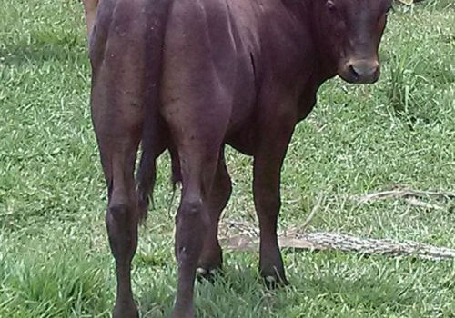 Progênie em vaca 1/2 sangue angus x nelore