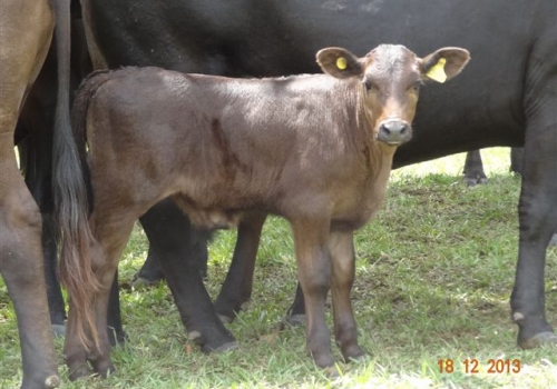 Progênie em vaca 1/2 sangue angus x nelore