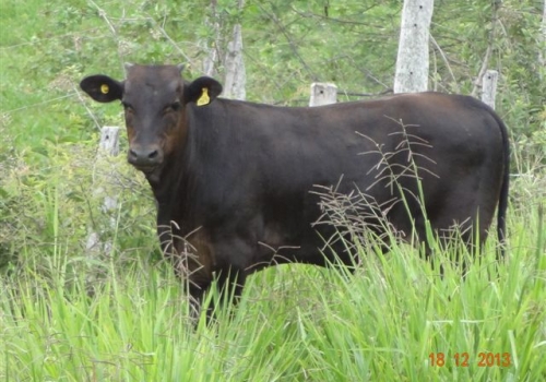 Progênie em vaca 1/2 sangue angus x nelore