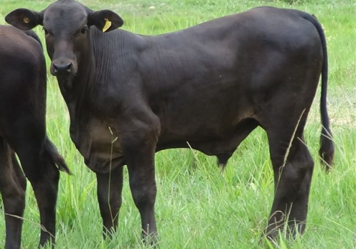 Progênie em vaca 1/2 sangue angus x nelore