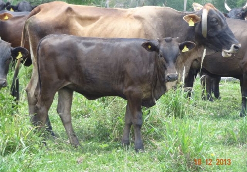 Progênie em vaca 1/2 sangue angus x nelore