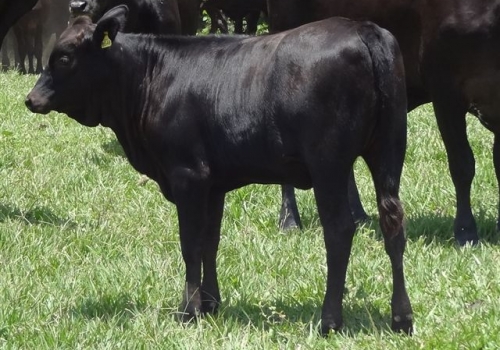 Progênie em vaca 1/2 sangue angus x nelore