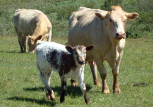 Progênie em Pitanga - PR