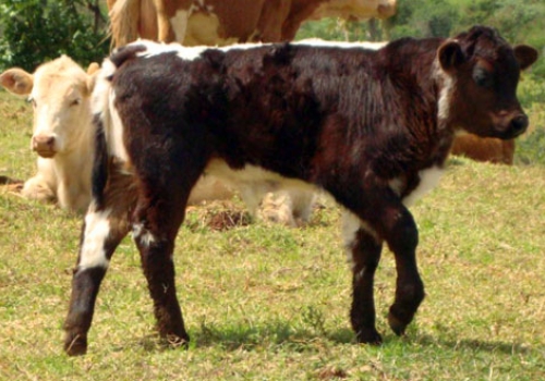 Progênie em Pitanga - PR