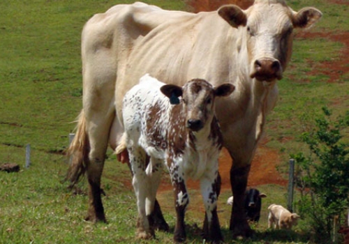 Progênie em Pitanga - PR